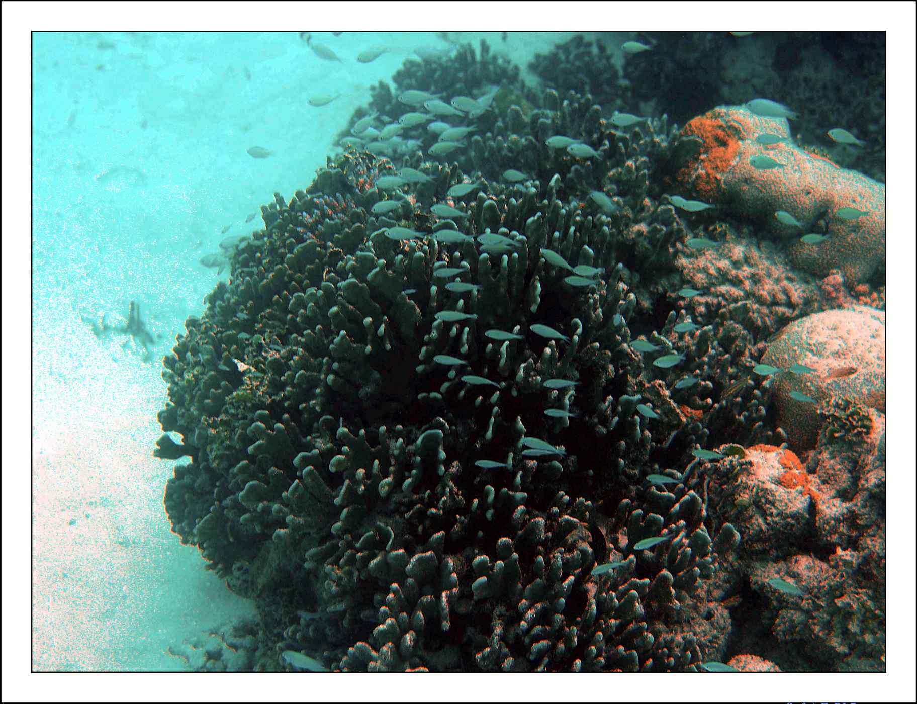 2022 - 07 - snorkeling Maldives - 001